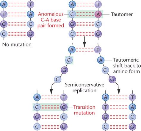 transition_mutation2.html 15_03-transition_mutation2.jpg