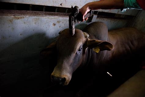 Cow Slaughter With Gun - All About Cow Photos