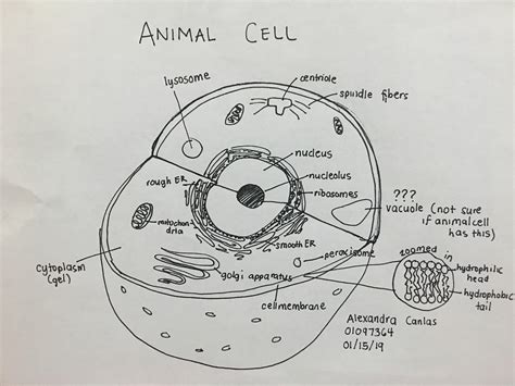 Cell Biology – When Neurons Fire