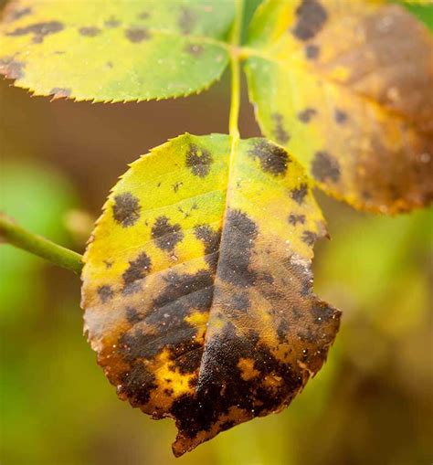 How to Control and Prevent Black Spot Damage on Roses