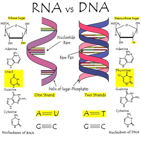 What Are the Differences Between DNA and RNA? | Owlcation