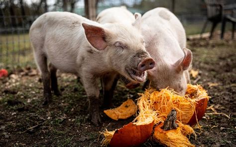 Go Wild at These Seven Stellar Texas Animal Sanctuaries – Texas Monthly