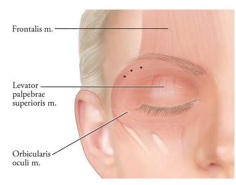 Pin on Facial Anatomy