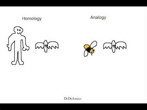 Homology Vs Analogy Examples