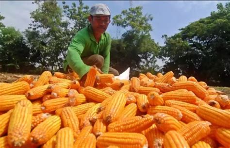 Jagung Menjadi Tanaman Yang Banyak Diminati Petani Setelah Padi | Jabar News