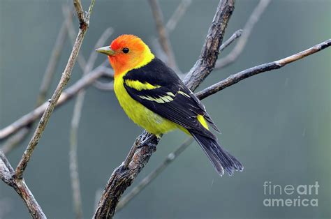 Western Tanager Male Photograph by Laura Mountainspring | Fine Art America