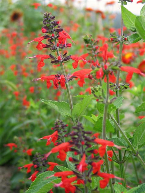 Salvia, 'Texas Hummingbird Sage' | Uprising Seeds