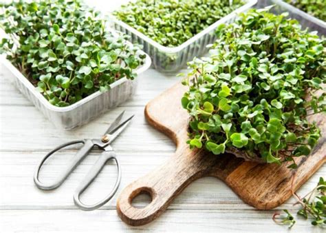 Radish Microgreens 101: Benefits and How to Grow