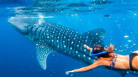 Cebu Diving Whale Shark Season | Fasci Garden