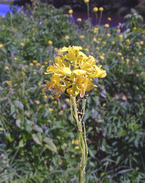 Brassica nigra (black mustard): Go Botany