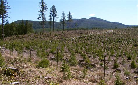 All About Clearcutting