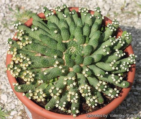 Euphorbia inermis