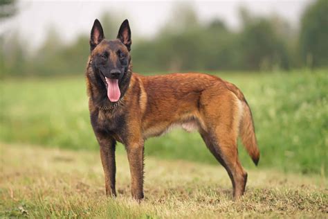 Belgian Malinois: Smart dogs often used for police or military work