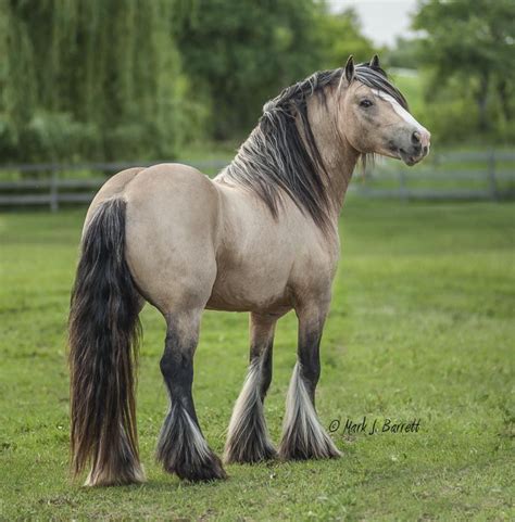 Buckskin Gypsy Vanner Friesian Horse : Friesian Colt | Cayenne Friesian Horses for Sale - Gypsy ...