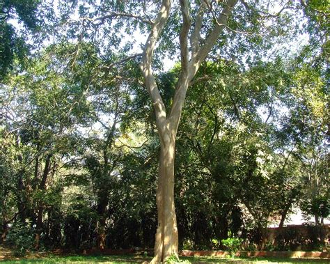 Arjun tree_Terminalia arjuna_Combretaceae_Rani Bagh 2012 0… | Flickr