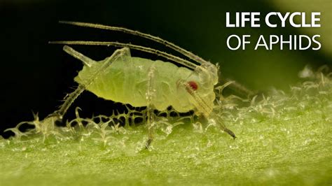 Do Aphids Come From The Soil? The 20 Latest Answer - Musicbykatie.com