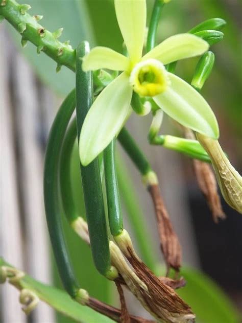 vanilla beans | Grow vanilla beans, Vanilla plant, Plants