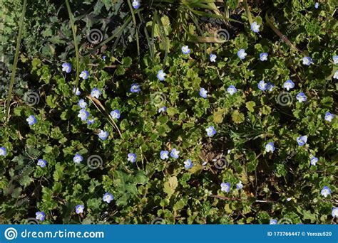 The Veronica Persica Flowers Stock Image - Image of field, flowers ...