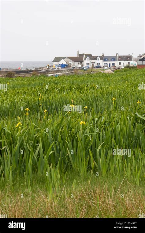 Corncrake Crex crex habitat Stock Photo - Alamy