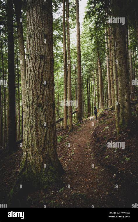 Hiking path in the Cascade Mountains in Washington State, USA Stock Photo - Alamy