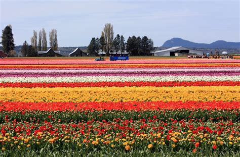 Tulip Festival 2024 Washington State - Dede Sydelle