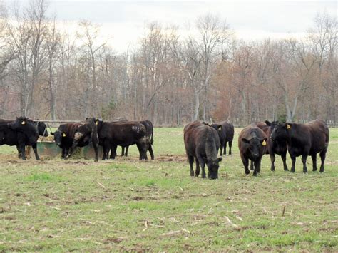 Angus Cattle - Dawson Angus Farms