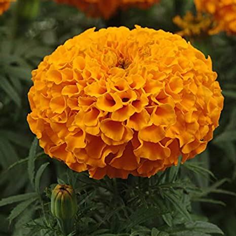 Hybrid Marigold Orange Seeds - Pack of 5 Seeds