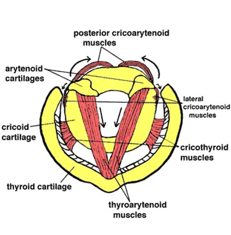 Arytenoid Cartilage Vocal Process