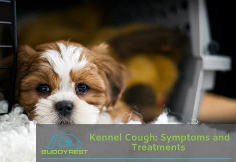 Kennel cough: Symptoms and Treatments by a Veterinarian