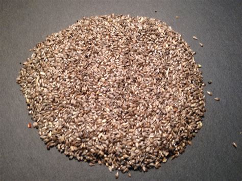 Phalaris Brachystachys | World Seed Supply