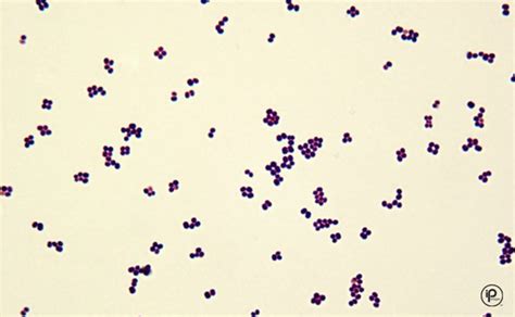 Micrococcus Luteus Gram Stain