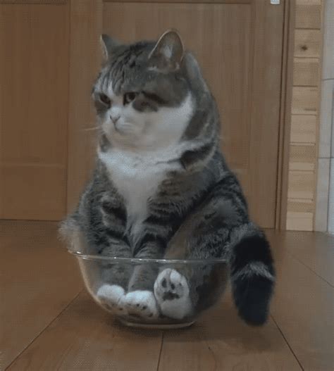 gottem | Best cat gifs, Cute animals, Cool cats