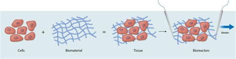 Overview of cardiac tissue engineering-the field of cardiac tissue ...