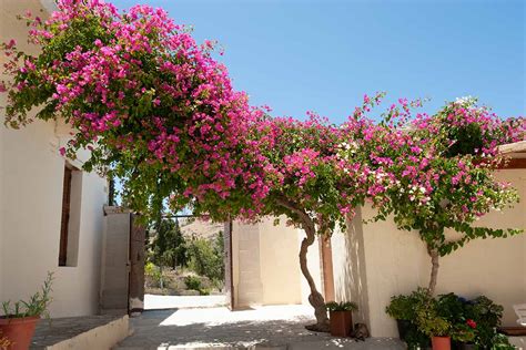 25 Stunning Landscaping Ideas Featurιng Bougainvillea – raxnews