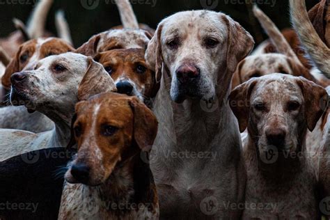 Pack of Dogs 13841074 Stock Photo at Vecteezy