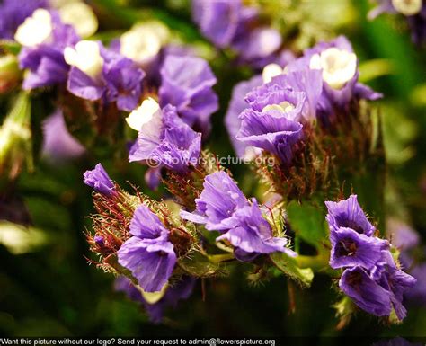 Limonium Sinuatum Blue Banglore Flower Show Jan 2013