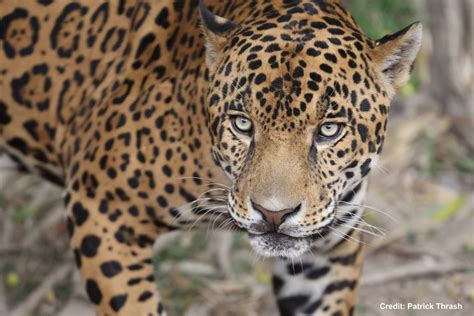 Jaguar - Texas Native Cats