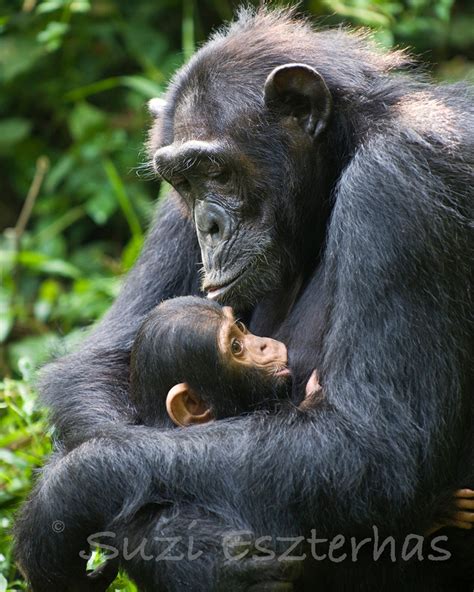 BABY CHIMP and MOM Photo Print Baby Animal Photograph | Etsy