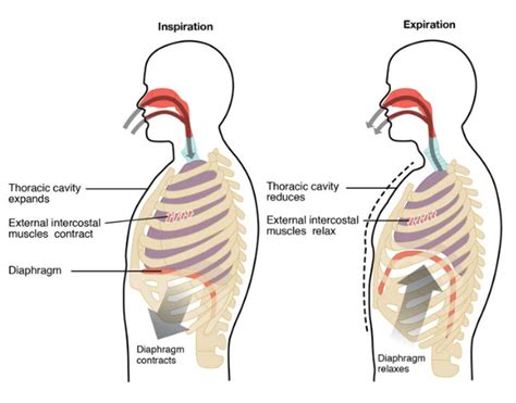 The Process of Breathing | Anatomy and Physiology II