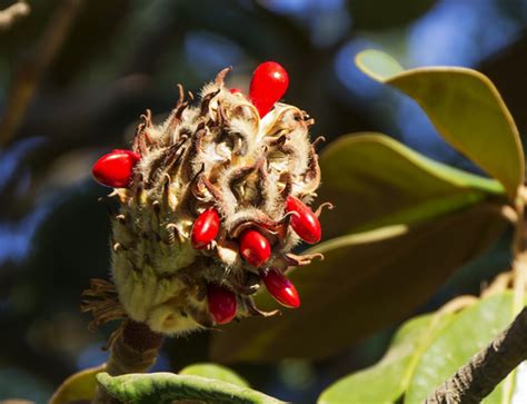 Free stock photos - Rgbstock - Free stock images | Magnolia Seeds ...