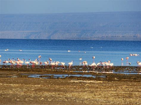 Djibouti: Flamingoes at Lake Abbe – Travel2Unlimited