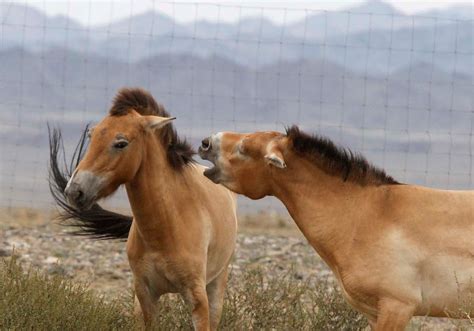 Przewalski Horse | The Biggest Animals Kingdom