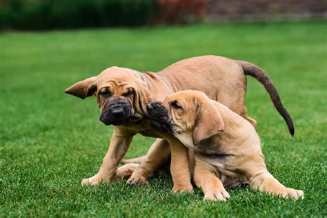 English Mastiff Growth Chart | Mastiff Weight & Size Chart