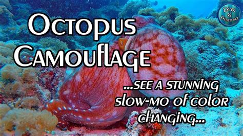 Octopus changes color, texture and shape | Check that out in SLOW-MOTION ! - YouTube