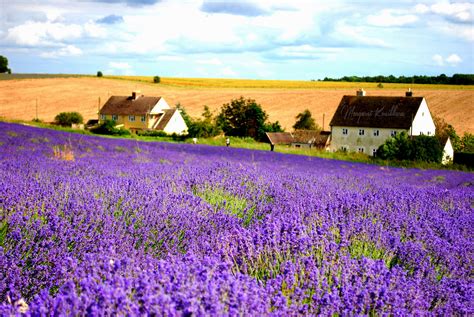 Snowshill Lavender Farm, Cotswolds, England