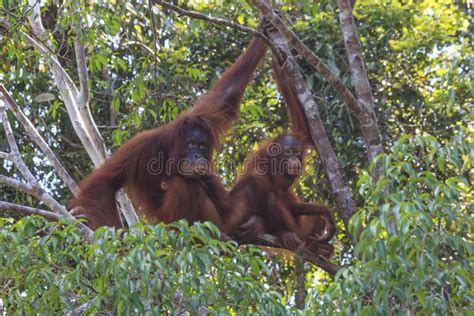 Mother and Baby Orangutan stock photo. Image of borneo - 40224618