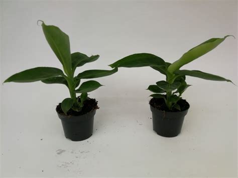 Musa acuminata 'Dwarf Cavendish' — Plant Wholesale FlorAccess