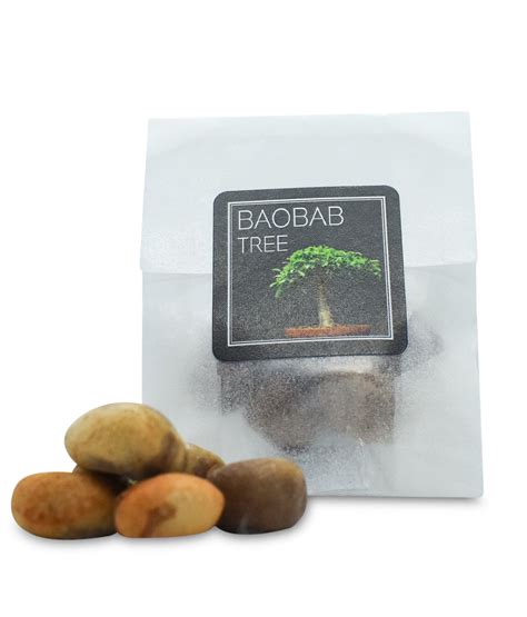 Baobab Tree Seeds | Adansonia Digitata – Seeds for £2.49