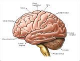 Protuberancia - Qué es, definición y concepto