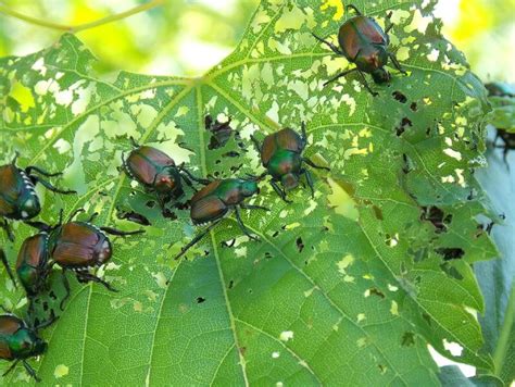 Organic Japanese Beetle Control - Home Remedies